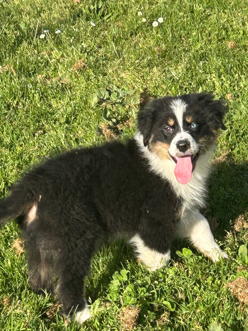 du hameau de roxane - Chiots disponibles - Berger Australien