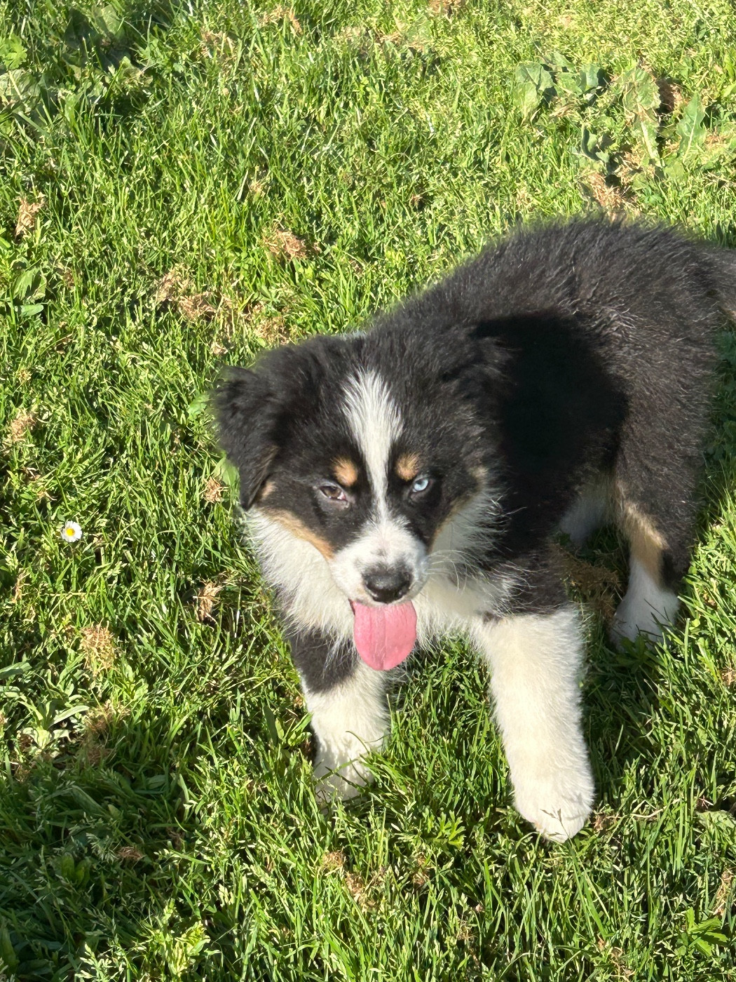 du hameau de roxane - Chiots disponibles - Berger Australien