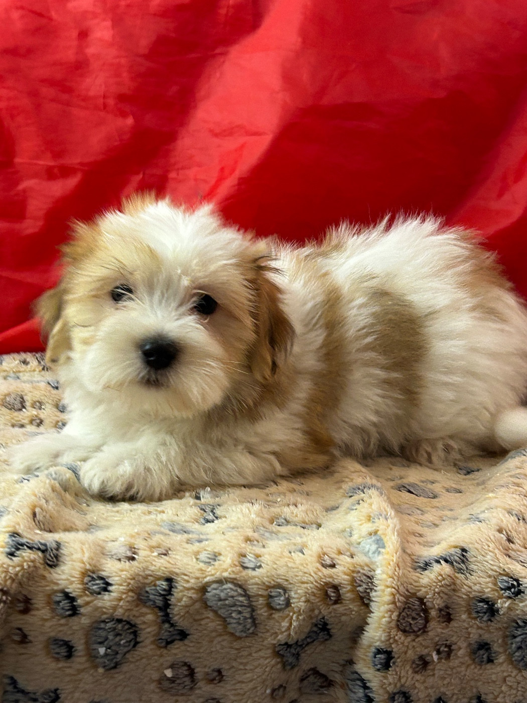 du hameau de roxane - Chiots disponibles - Coton de Tulear