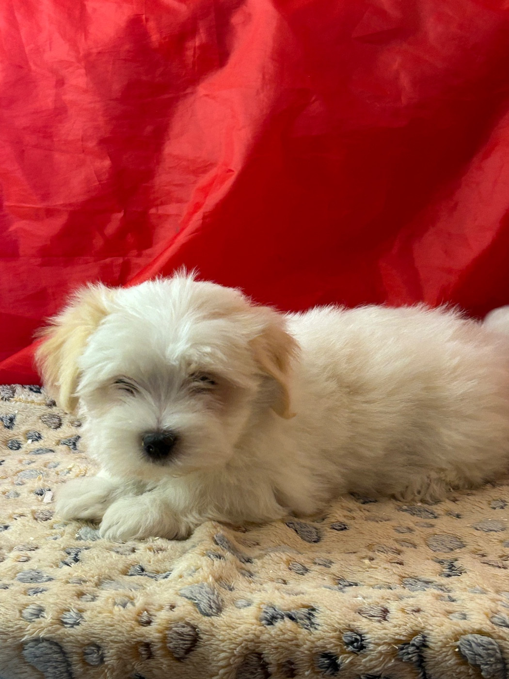 du hameau de roxane - Chiots disponibles - Coton de Tulear