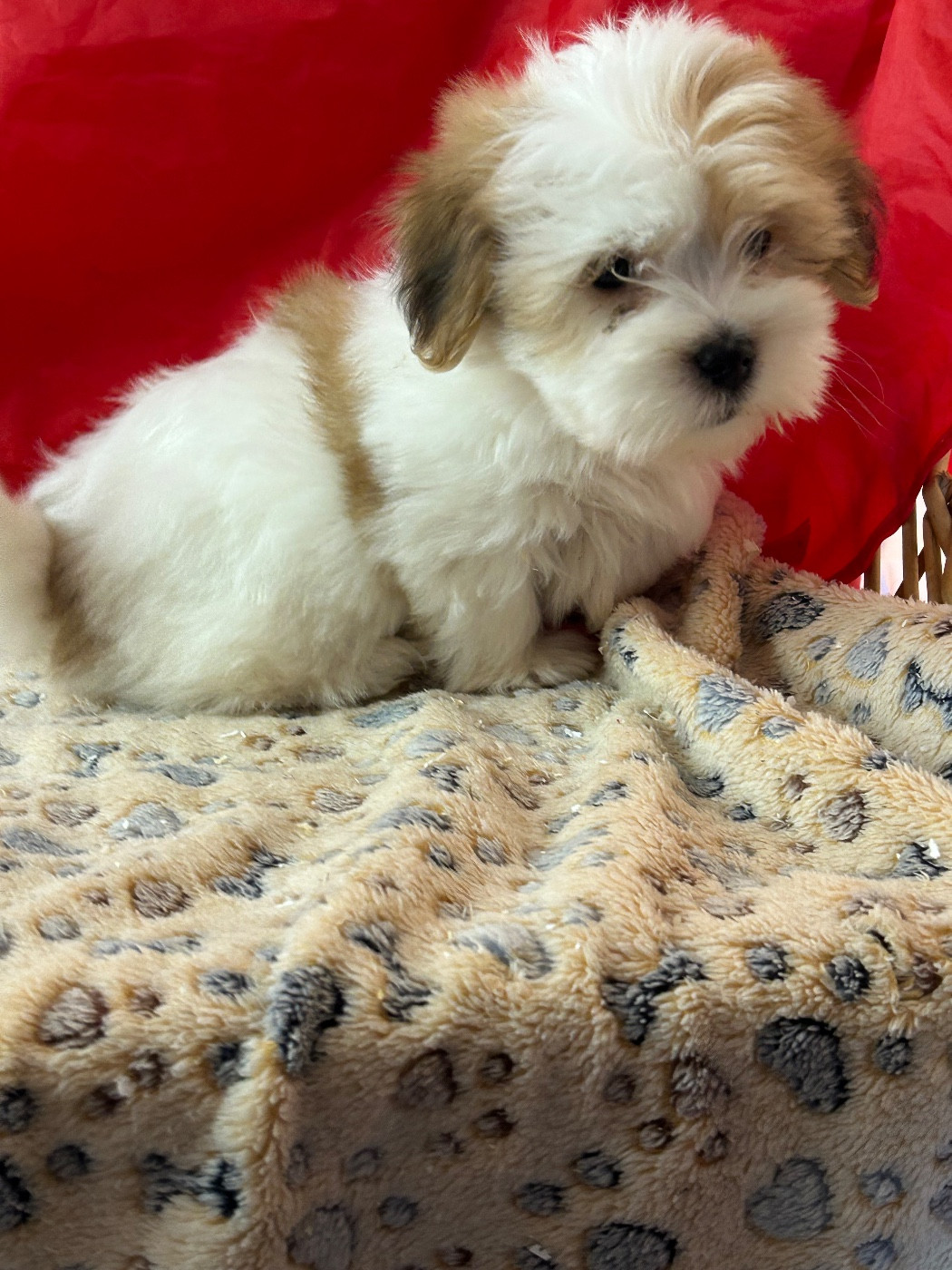 du hameau de roxane - Chiots disponibles - Coton de Tulear