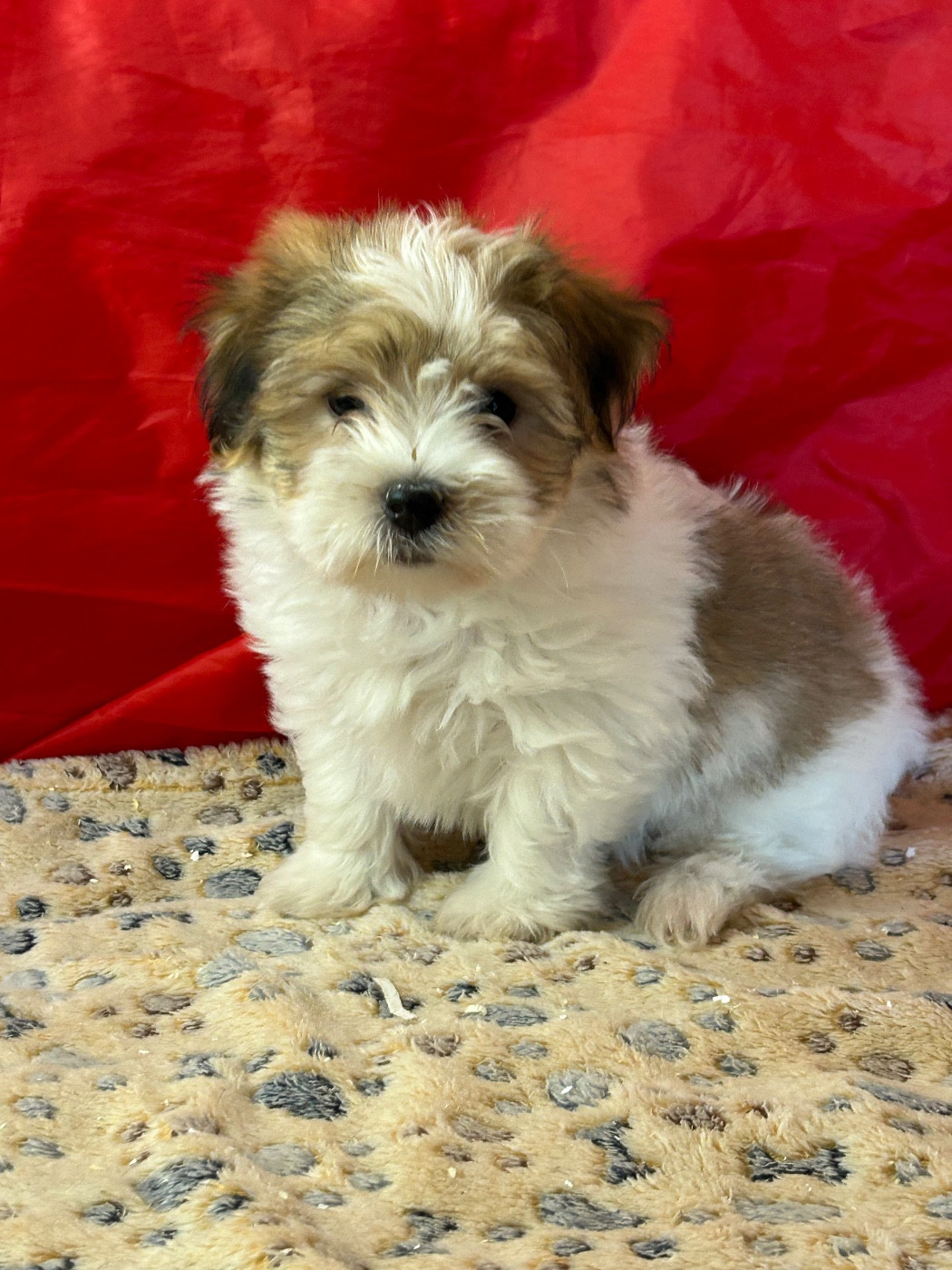 du hameau de roxane - Chiots disponibles - Coton de Tulear