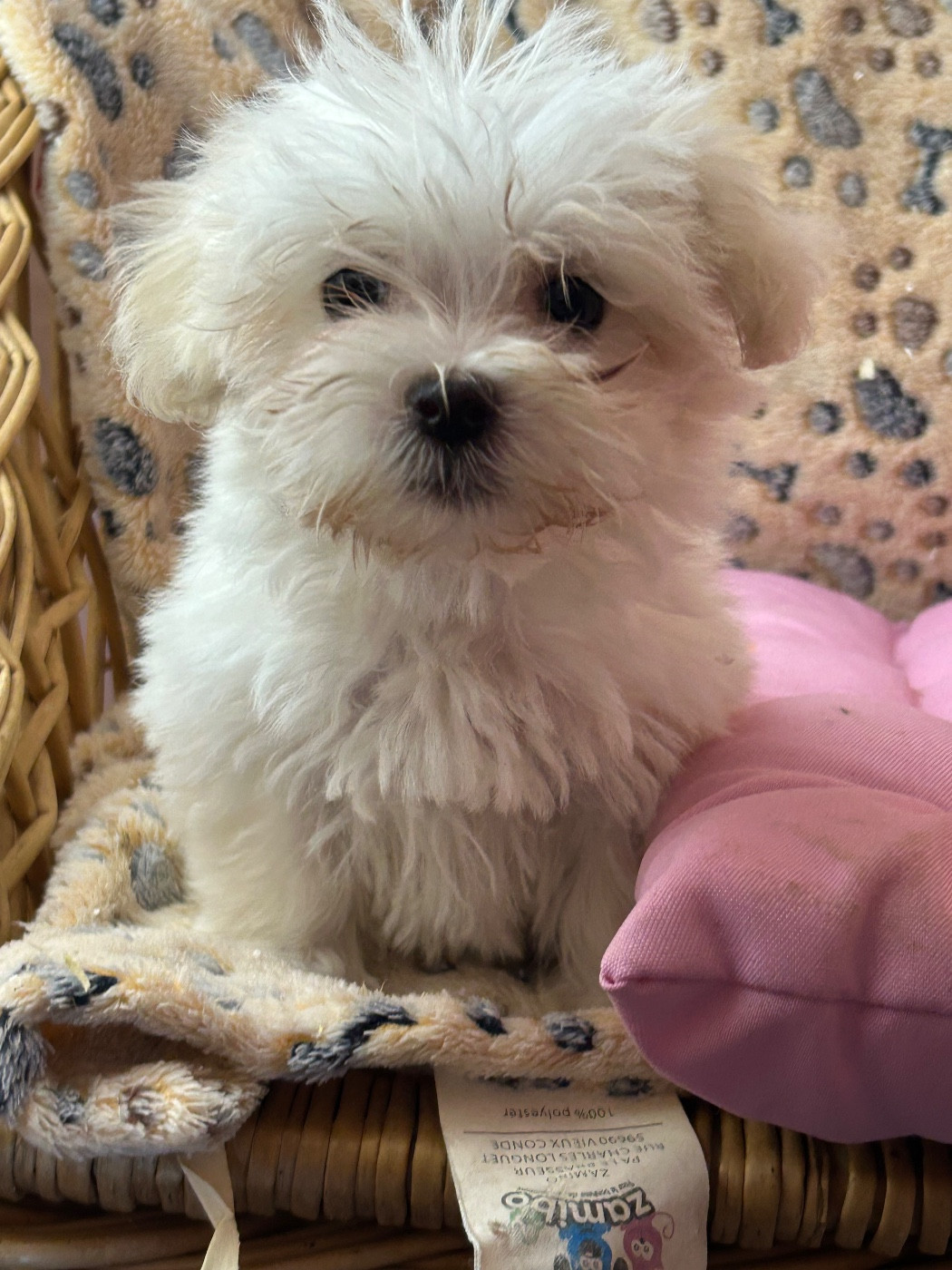 du hameau de roxane - Chiots disponibles - Coton de Tulear