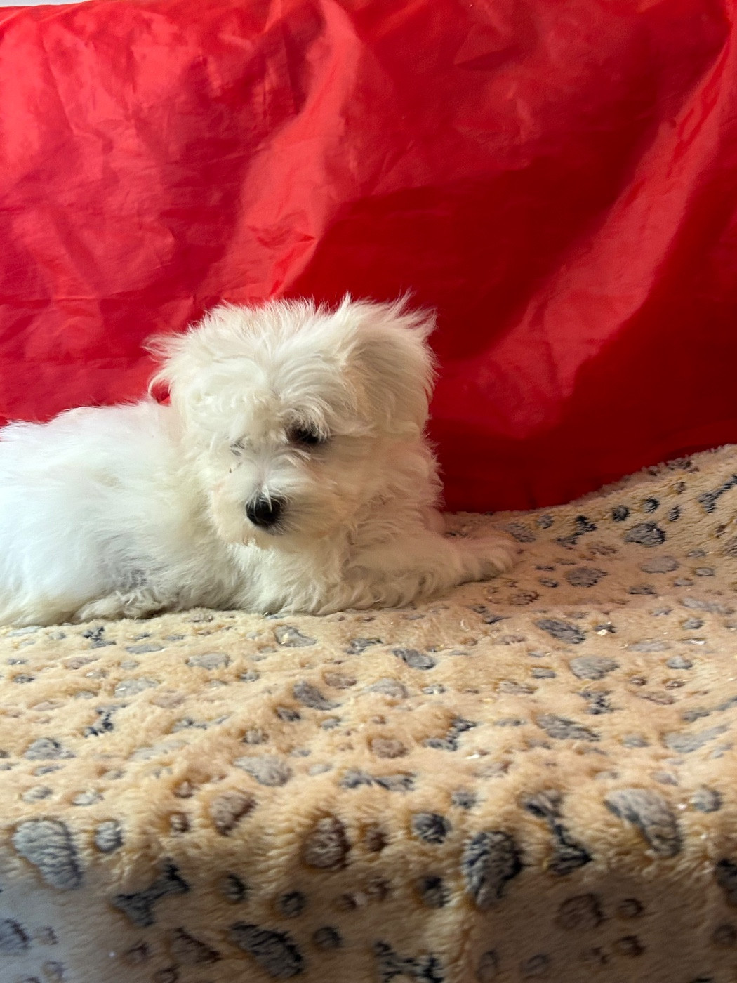 du hameau de roxane - Chiots disponibles - Coton de Tulear