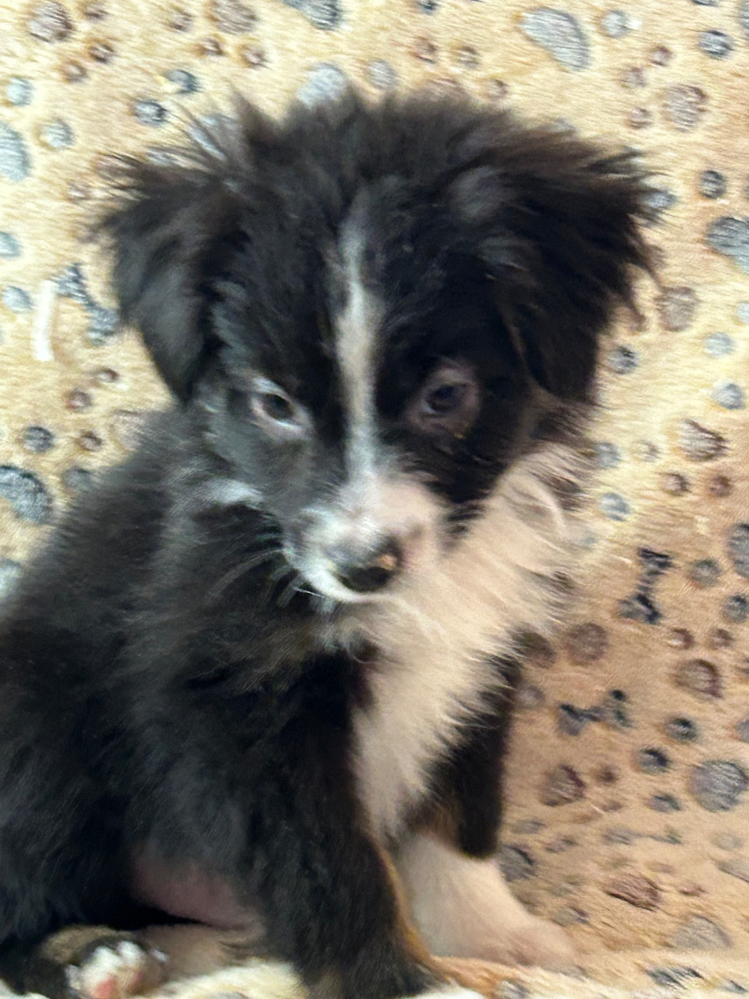 du hameau de roxane - Chiots disponibles - Berger Américain Miniature 