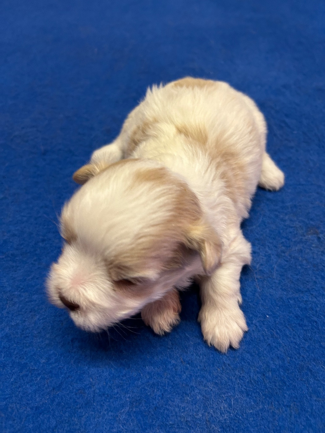 du hameau de roxane - Chiots disponibles - Bichon Havanais