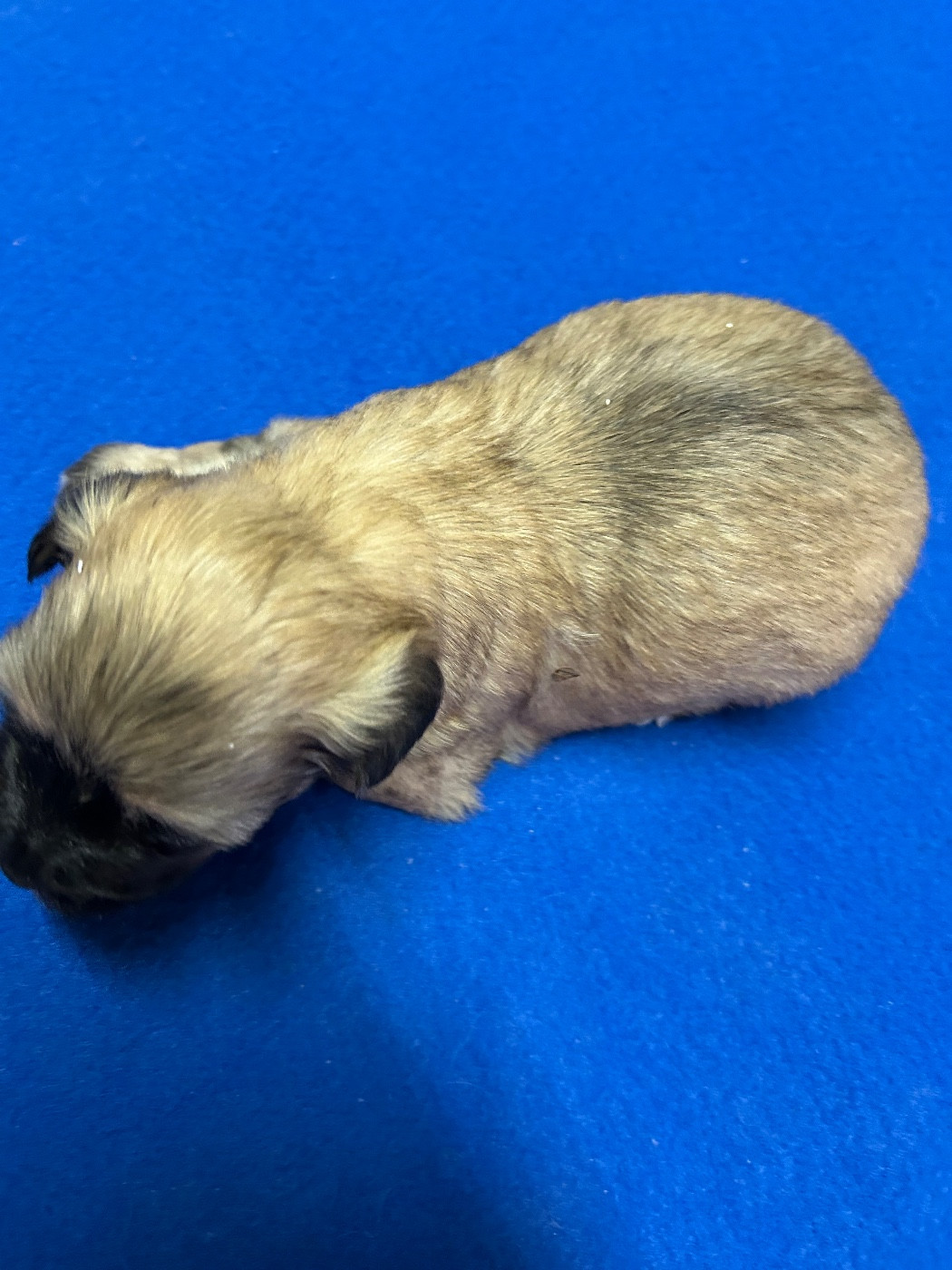 du hameau de roxane - Chiots disponibles - Bichon Havanais