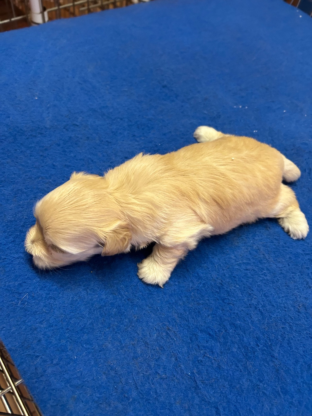 du hameau de roxane - Chiots disponibles - Bichon Havanais