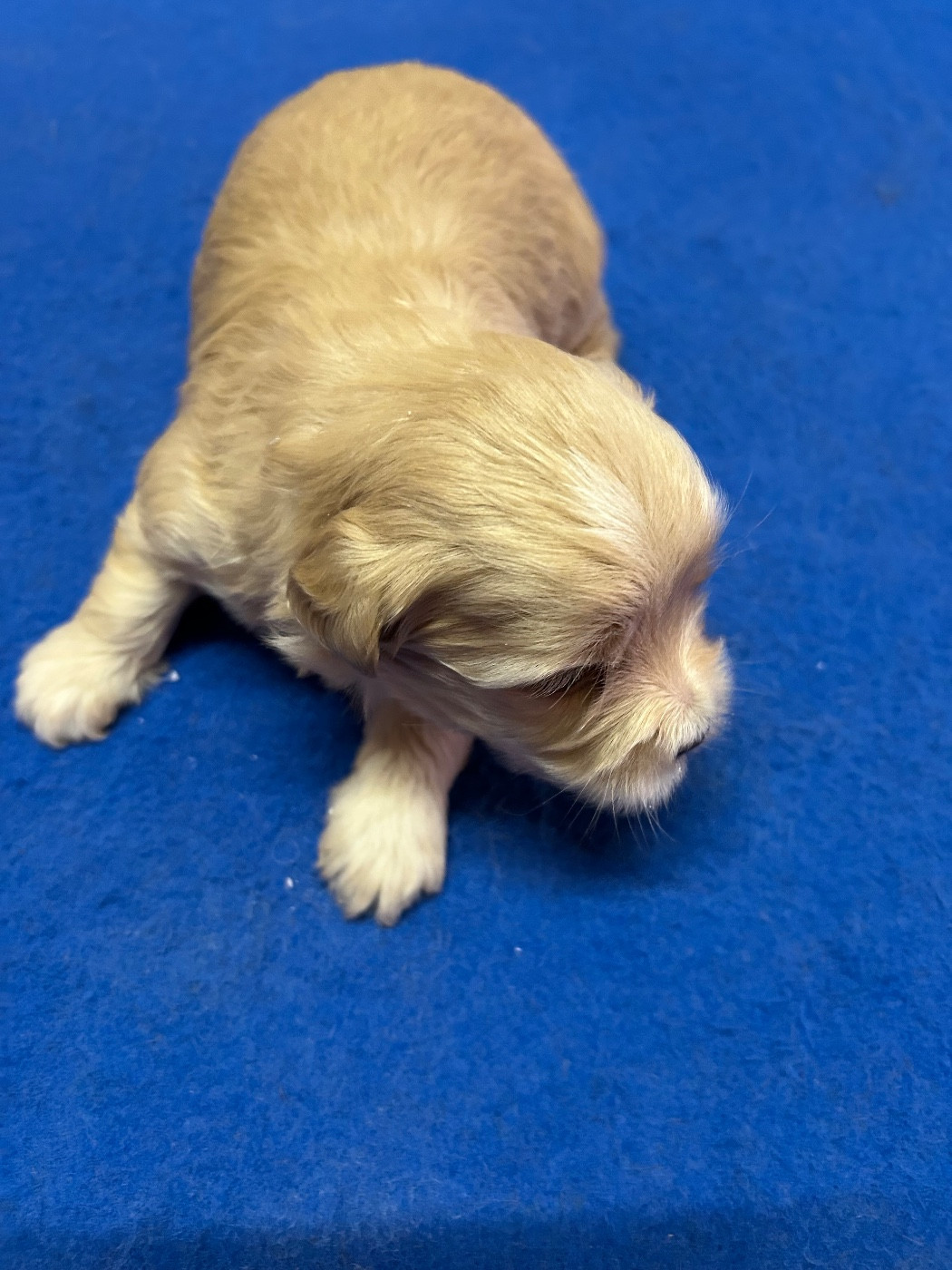 du hameau de roxane - Chiots disponibles - Bichon Havanais