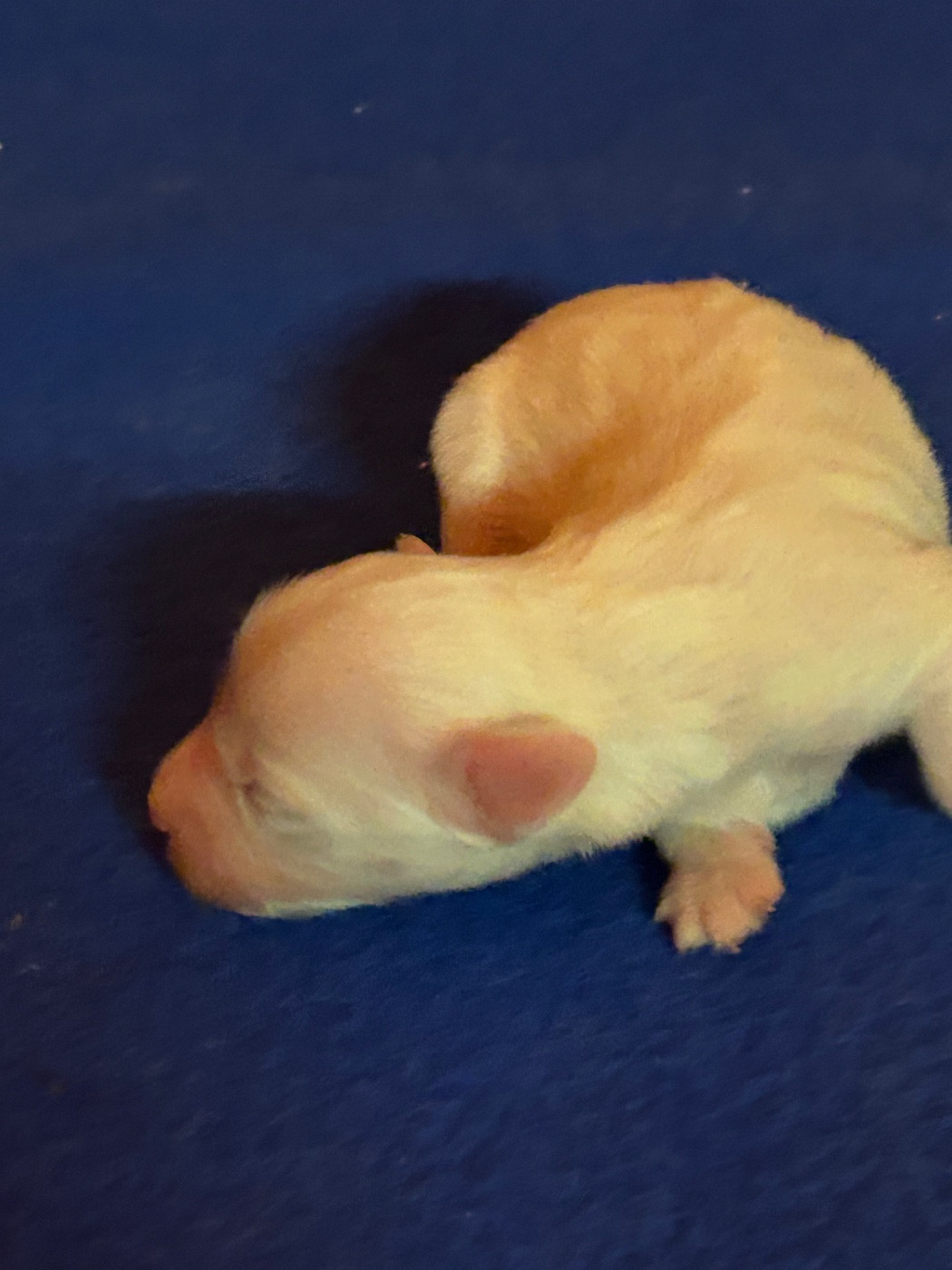 du hameau de roxane - Chiots disponibles - Coton de Tulear