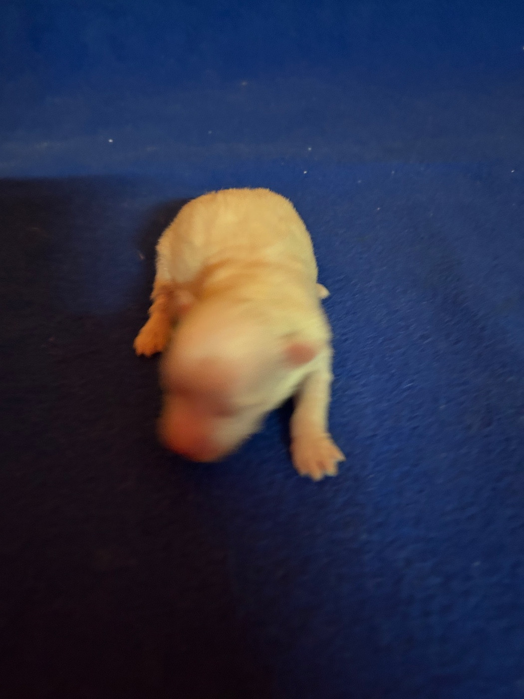 du hameau de roxane - Chiots disponibles - Coton de Tulear