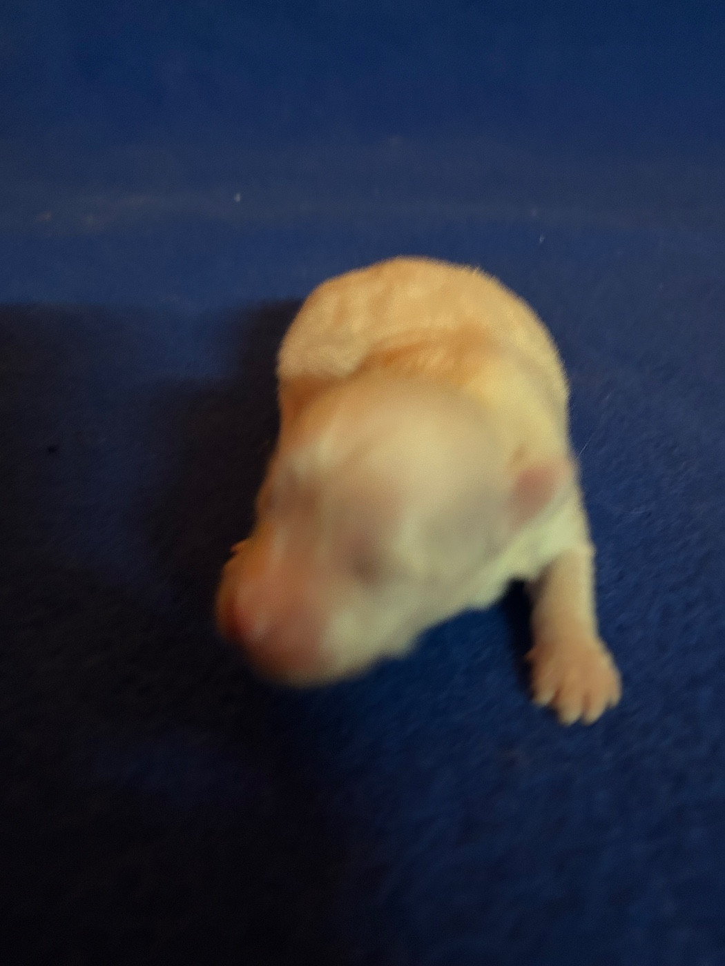 du hameau de roxane - Chiots disponibles - Coton de Tulear