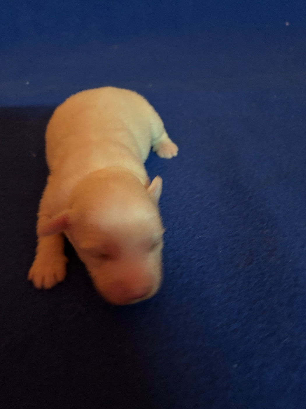 du hameau de roxane - Chiots disponibles - Coton de Tulear