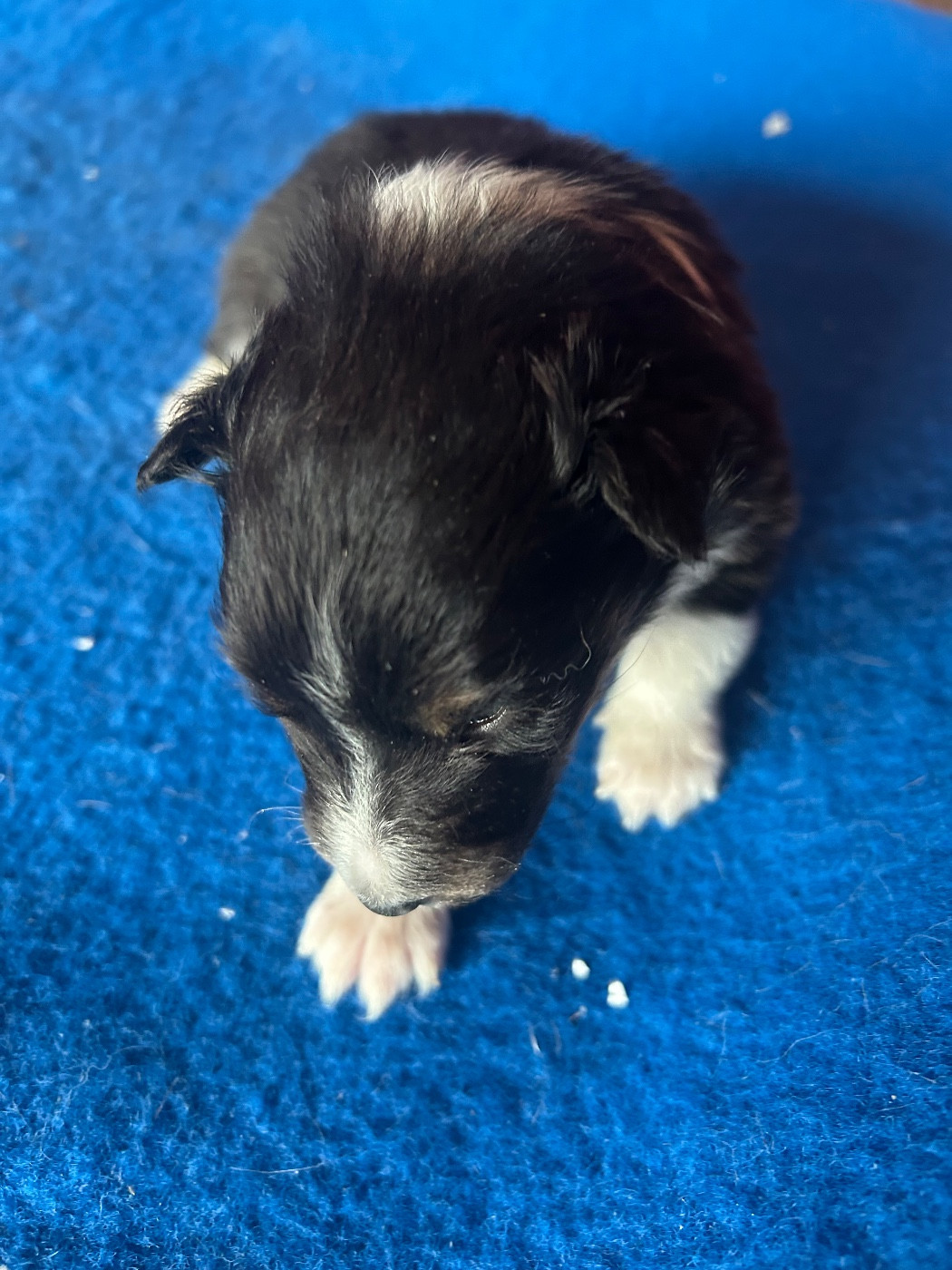 du hameau de roxane - Chiots disponibles - Shetland Sheepdog