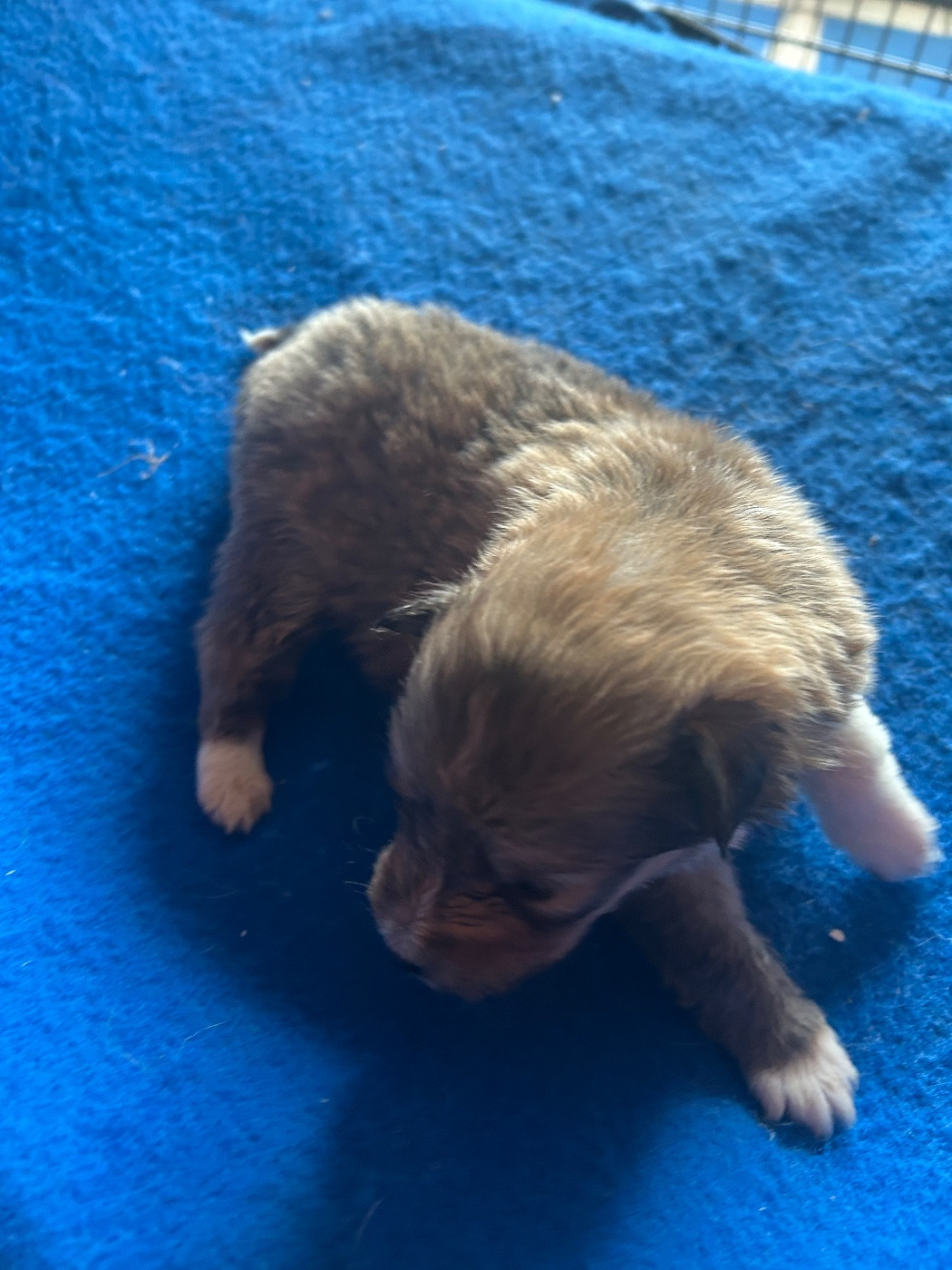 du hameau de roxane - Chiots disponibles - Shetland Sheepdog