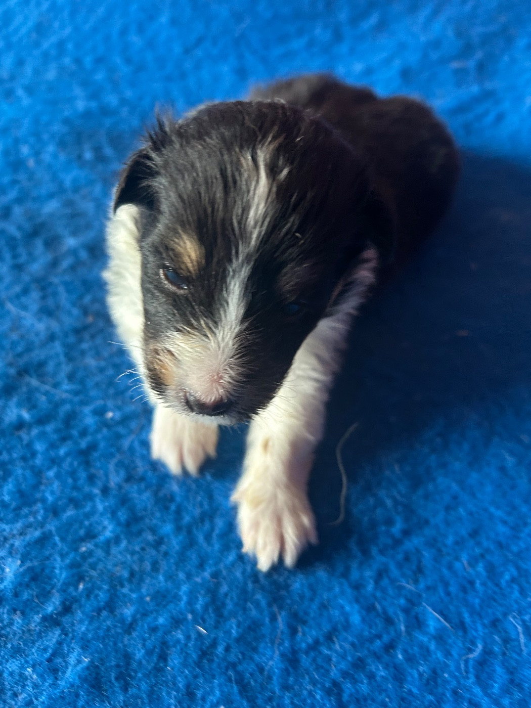 du hameau de roxane - Chiots disponibles - Shetland Sheepdog