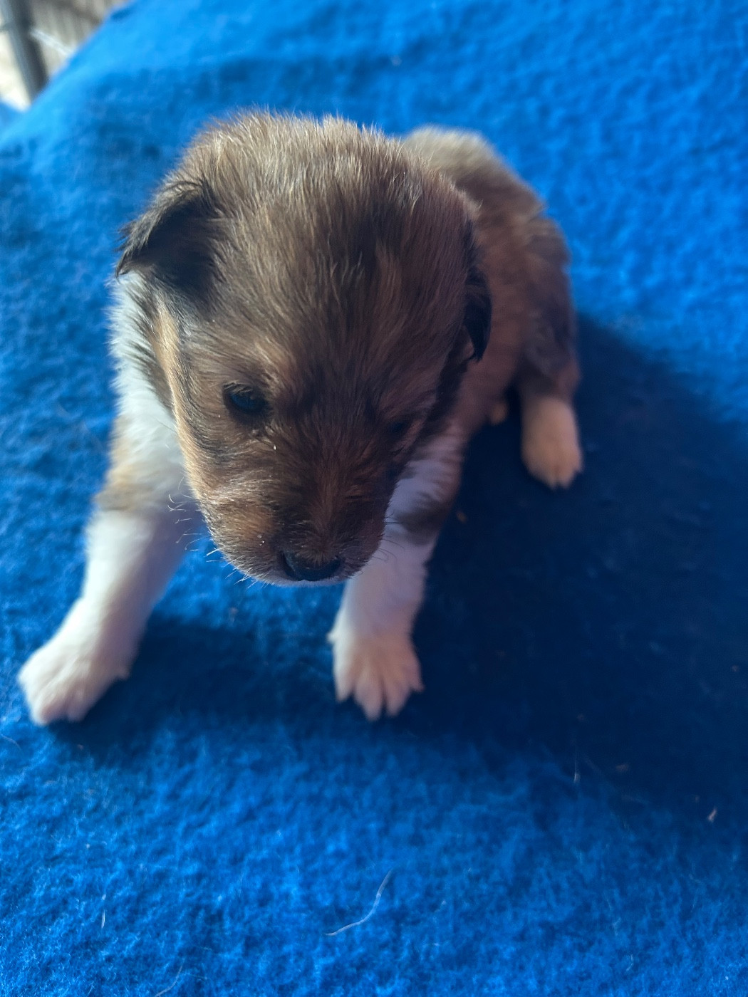 du hameau de roxane - Chiots disponibles - Shetland Sheepdog