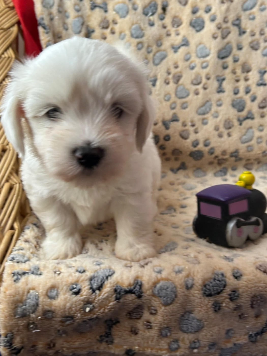 du hameau de roxane - Chiots disponibles - Coton de Tulear