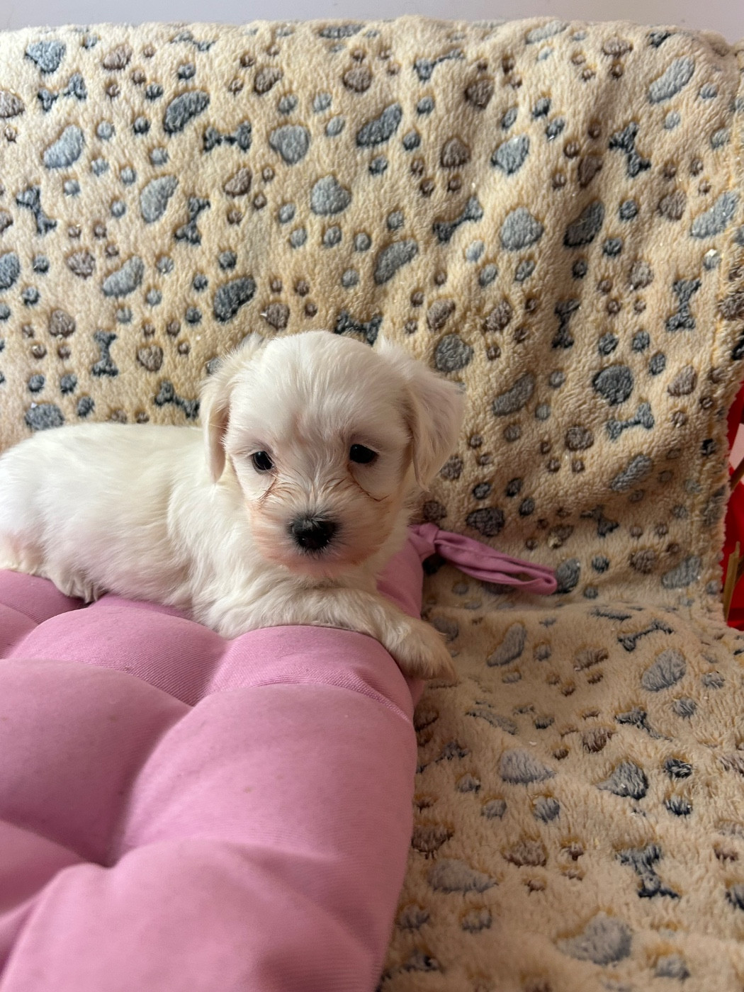 du hameau de roxane - Chiots disponibles - Coton de Tulear