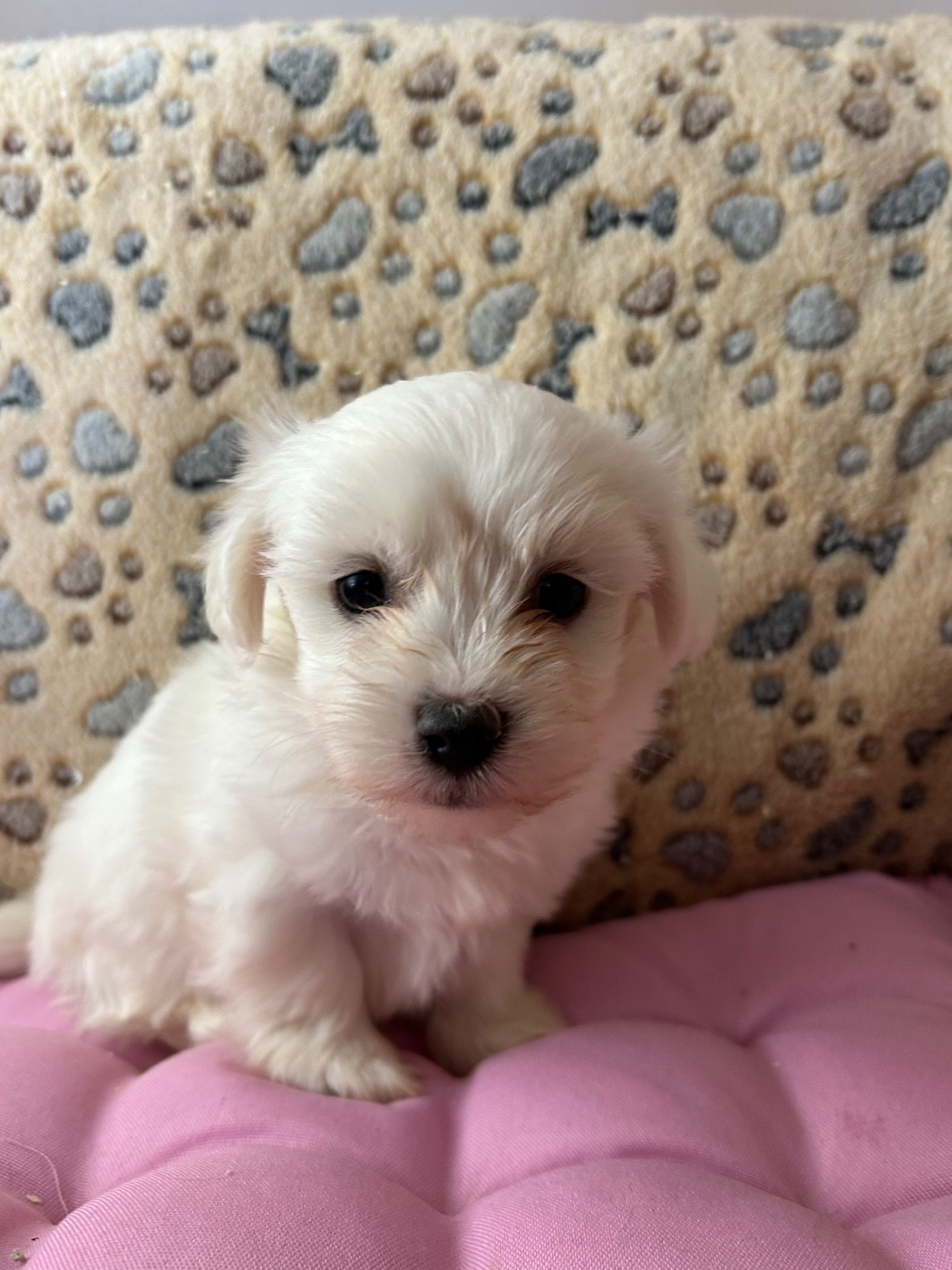 du hameau de roxane - Chiots disponibles - Coton de Tulear