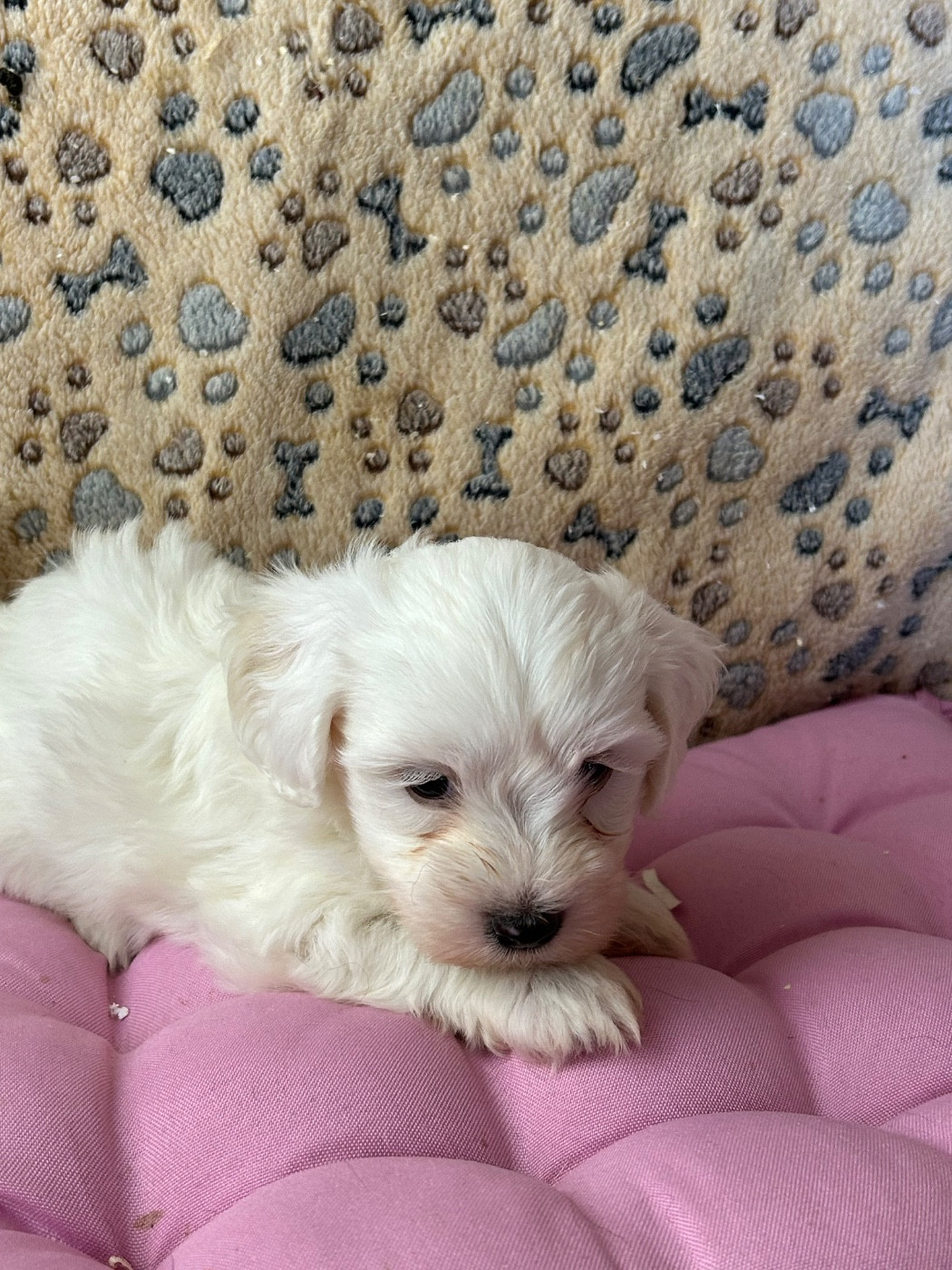 du hameau de roxane - Chiots disponibles - Coton de Tulear