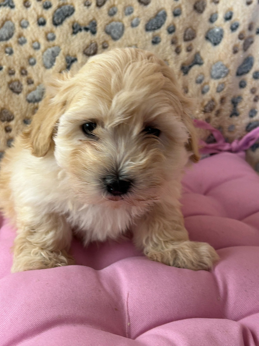 du hameau de roxane - Chiots disponibles - Bichon Havanais