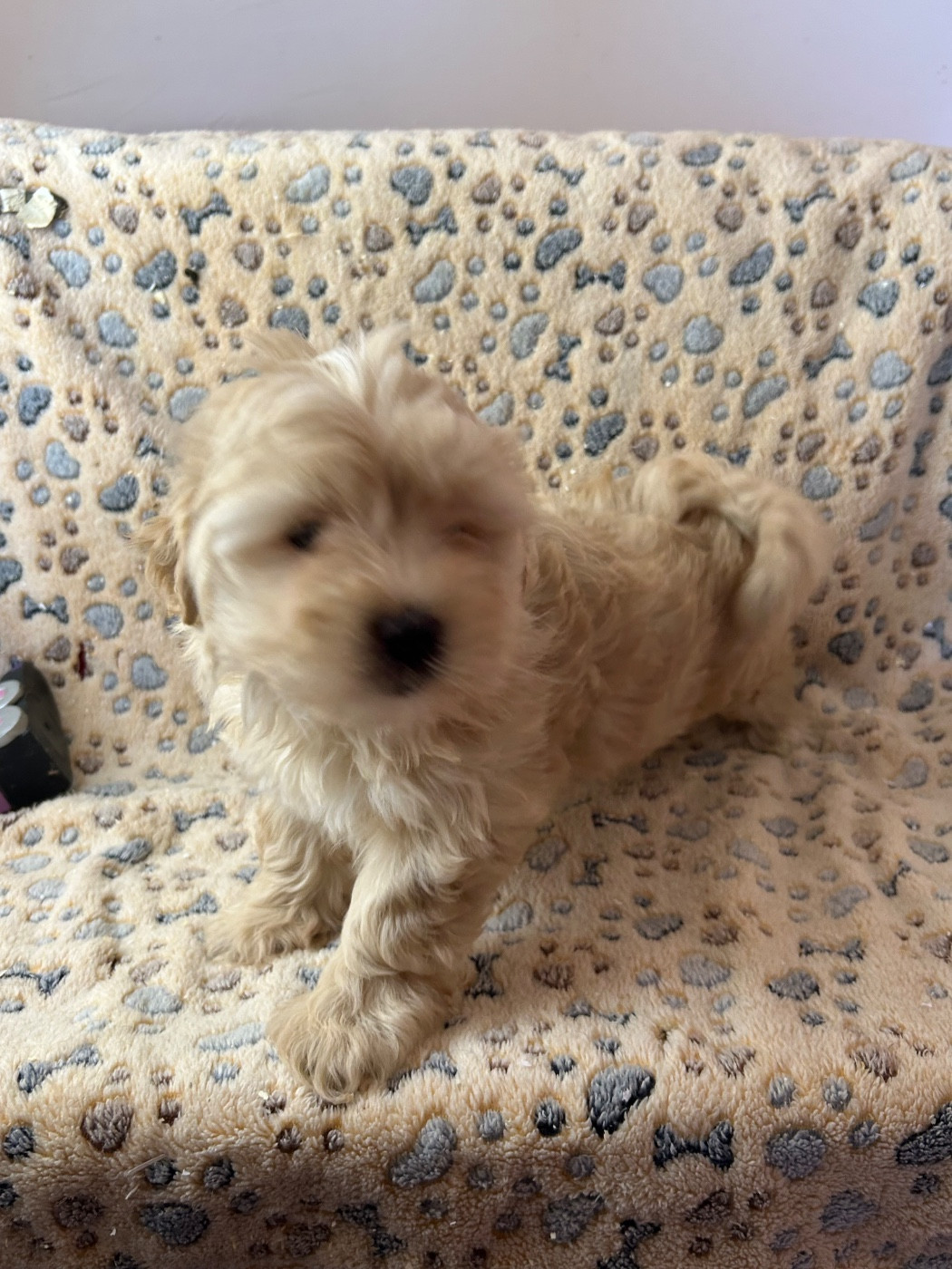 du hameau de roxane - Chiots disponibles - Bichon Havanais