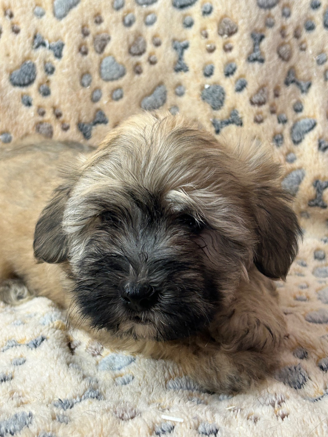 du hameau de roxane - Chiots disponibles - Bichon Havanais