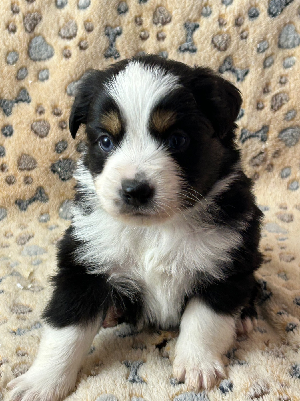 du hameau de roxane - Chiots disponibles - Berger Américain Miniature 