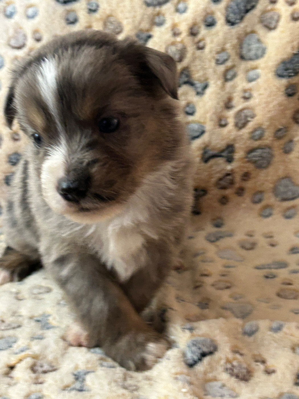 du hameau de roxane - Chiots disponibles - Berger Américain Miniature 