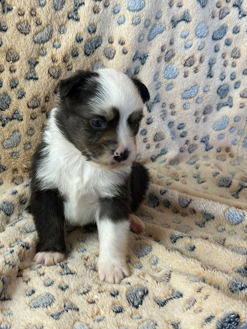 du hameau de roxane - Chiots disponibles - Berger Américain Miniature 