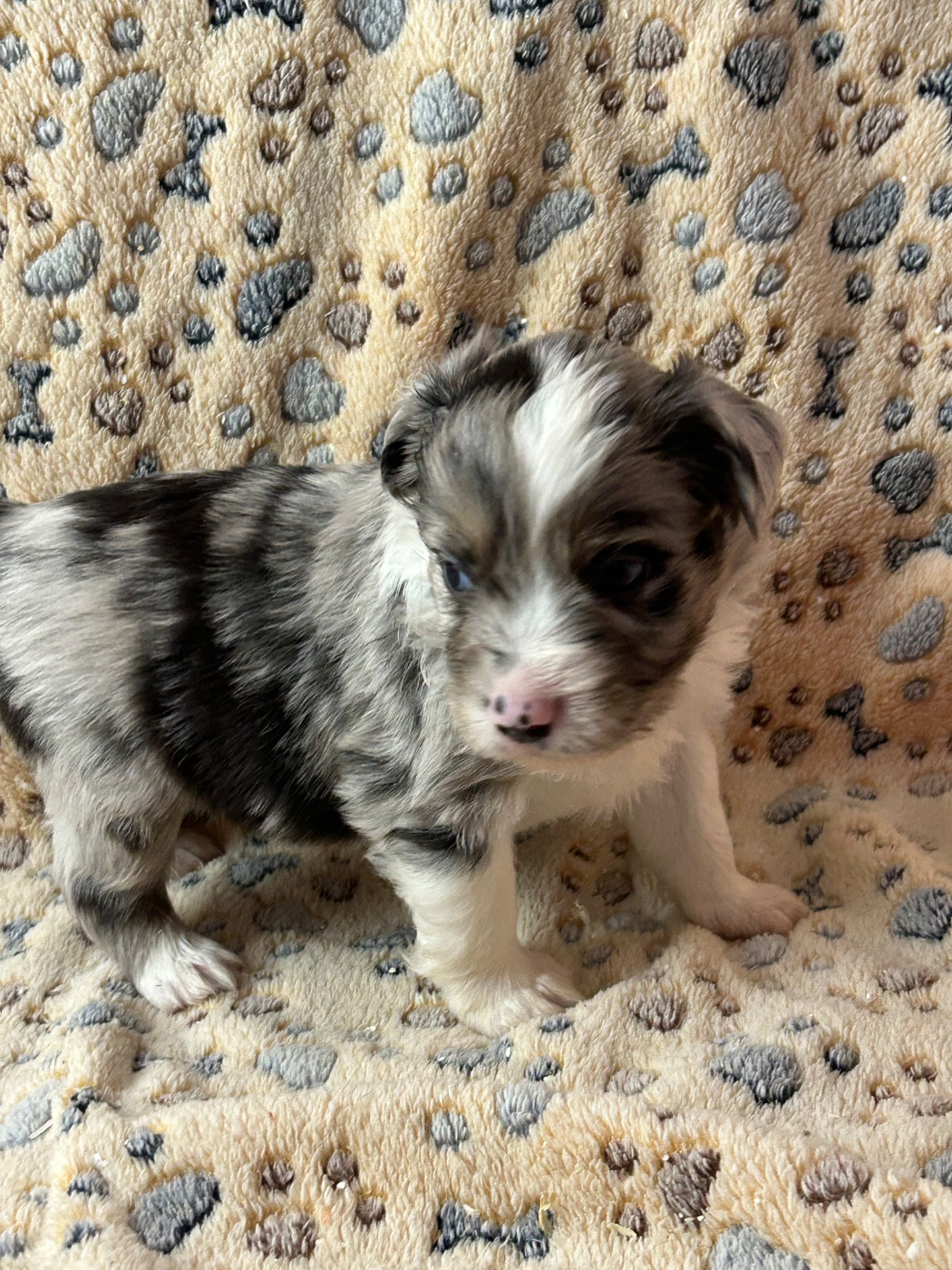 du hameau de roxane - Chiots disponibles - Berger Américain Miniature 