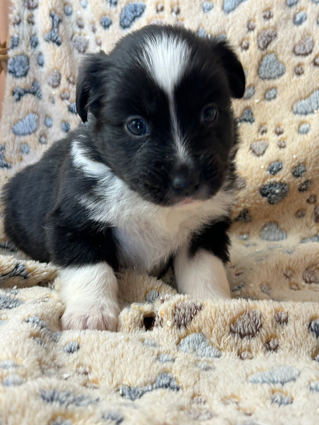 du hameau de roxane - Chiots disponibles - Berger Américain Miniature 