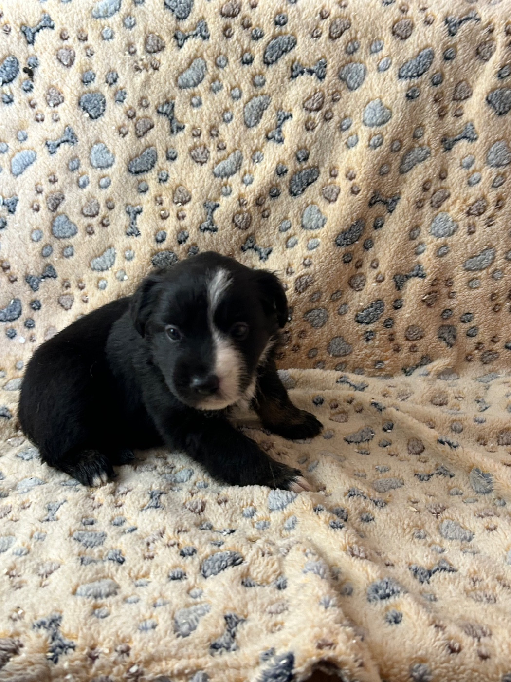 du hameau de roxane - Chiots disponibles - Berger Américain Miniature 