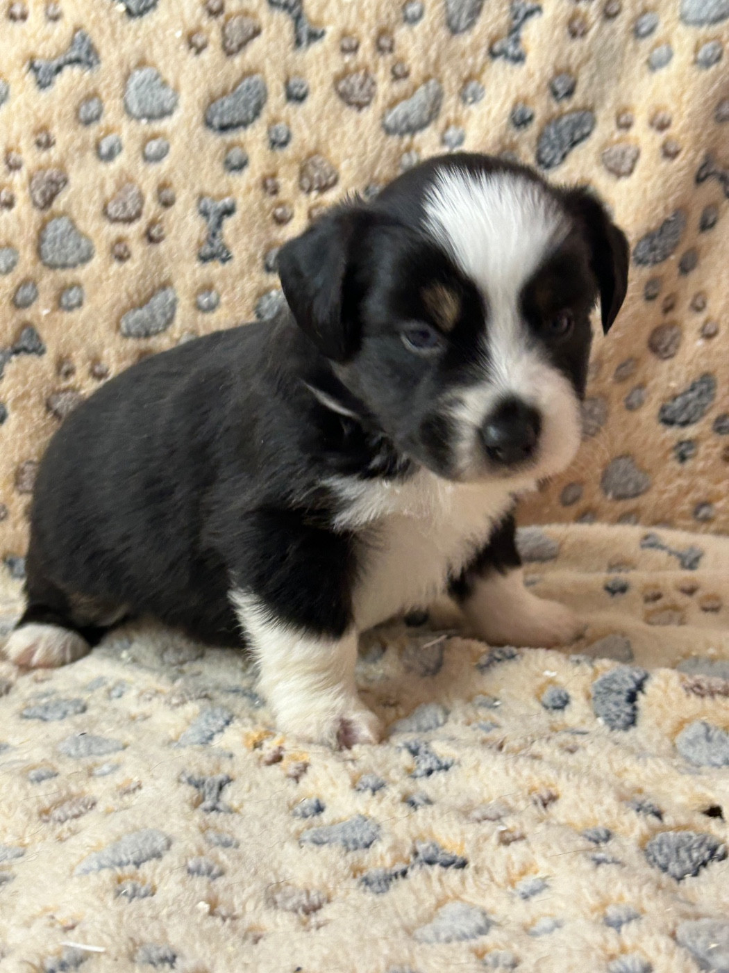 du hameau de roxane - Chiots disponibles - Berger Américain Miniature 