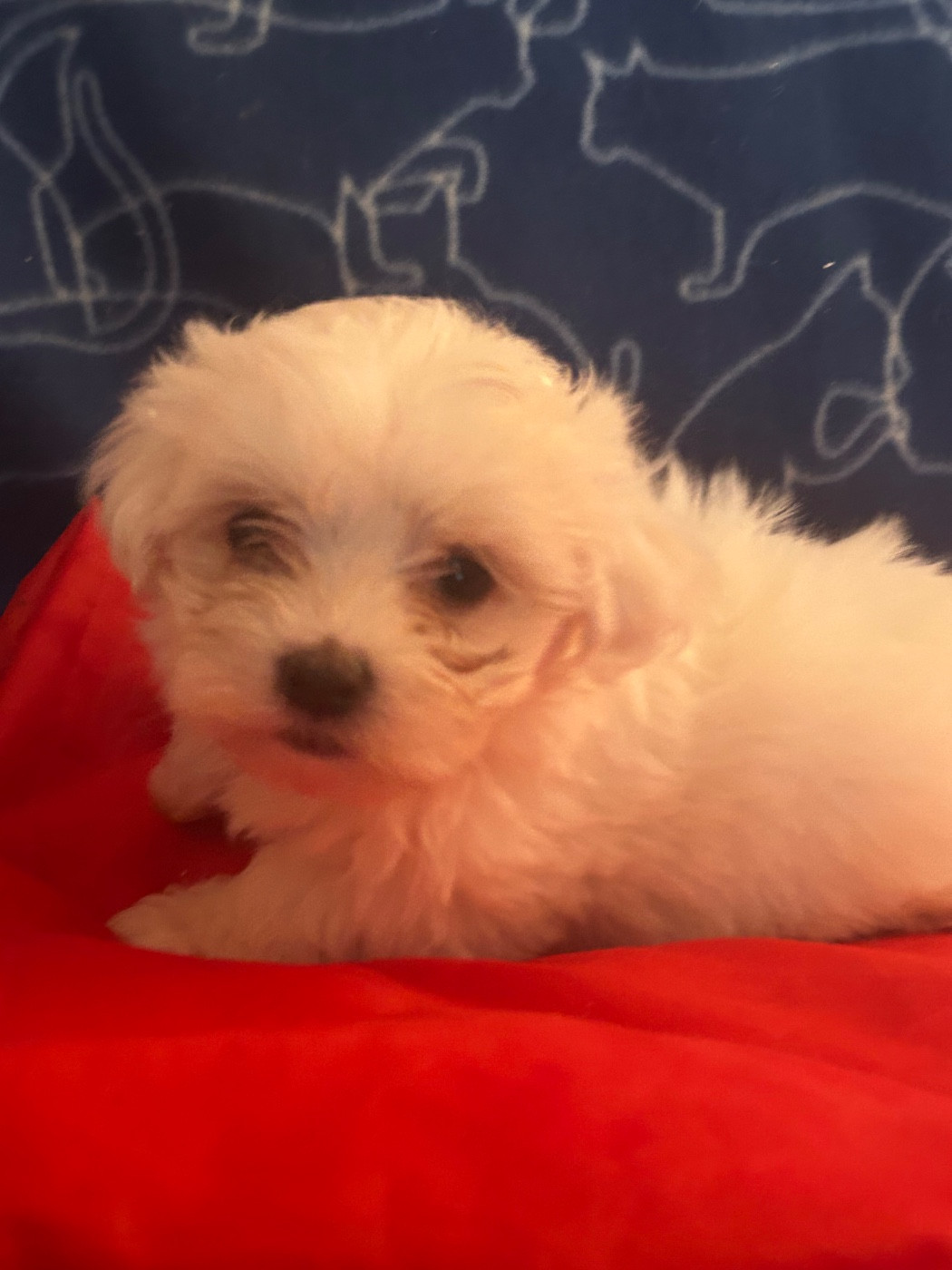 du hameau de roxane - Chiots disponibles - Bichon maltais