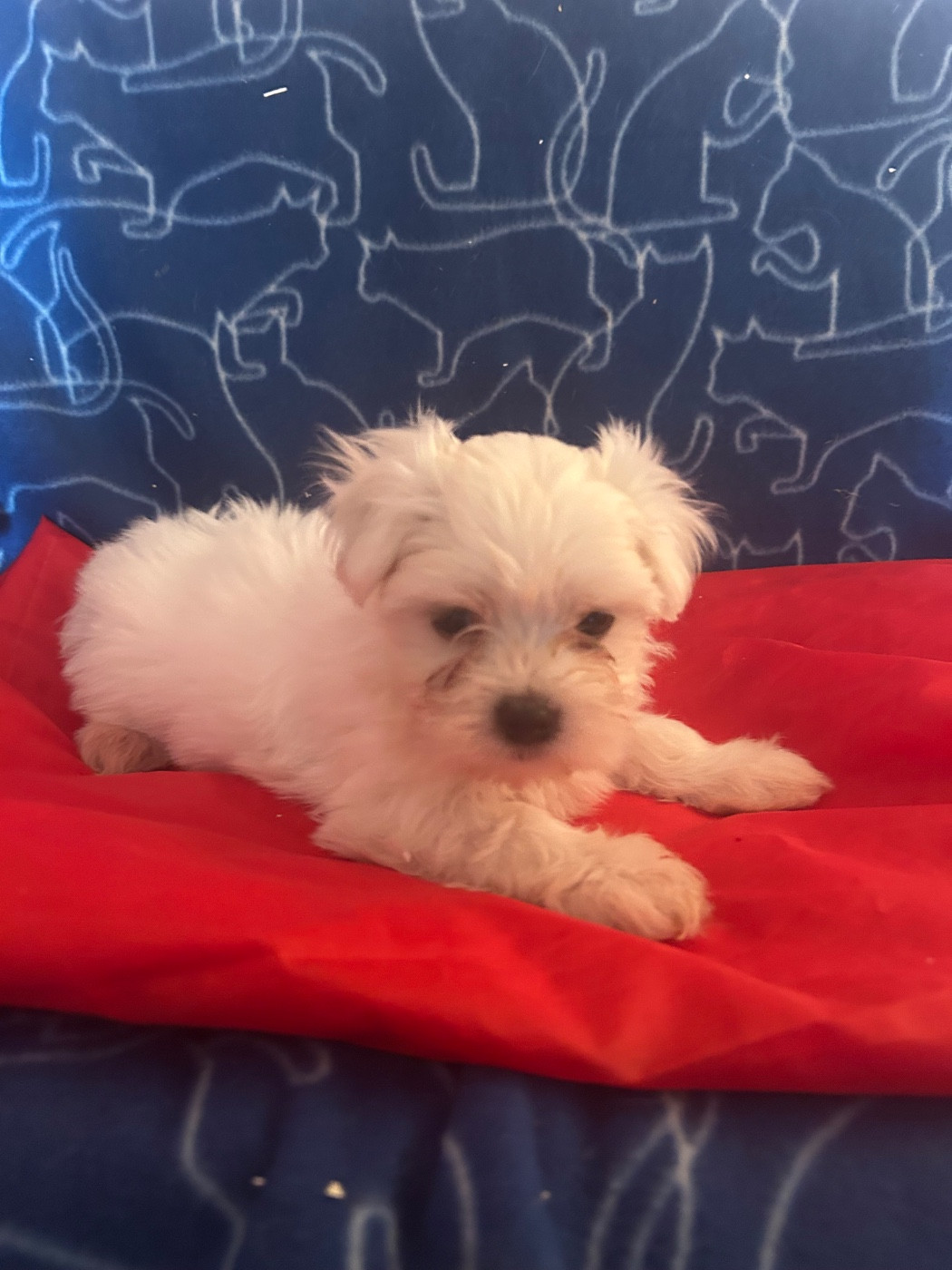du hameau de roxane - Chiots disponibles - Bichon maltais