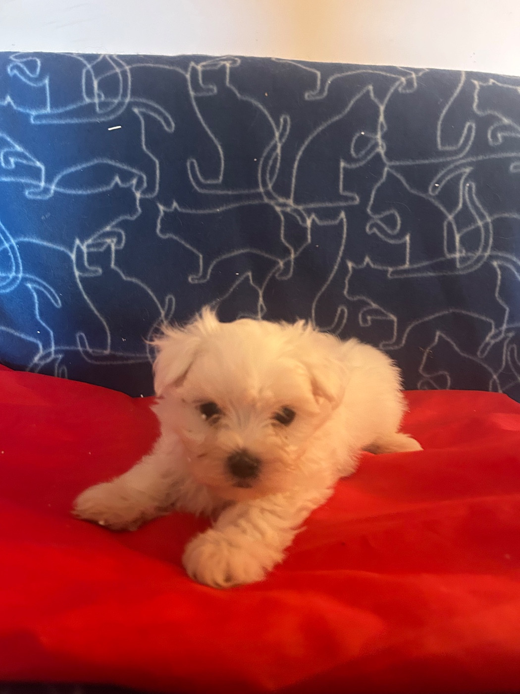 du hameau de roxane - Chiots disponibles - Bichon maltais