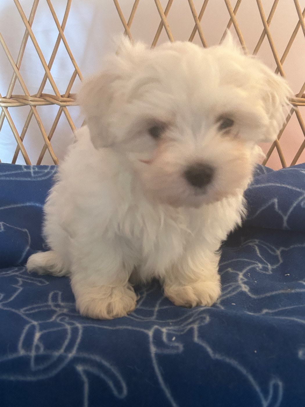 du hameau de roxane - Chiots disponibles - Bichon maltais