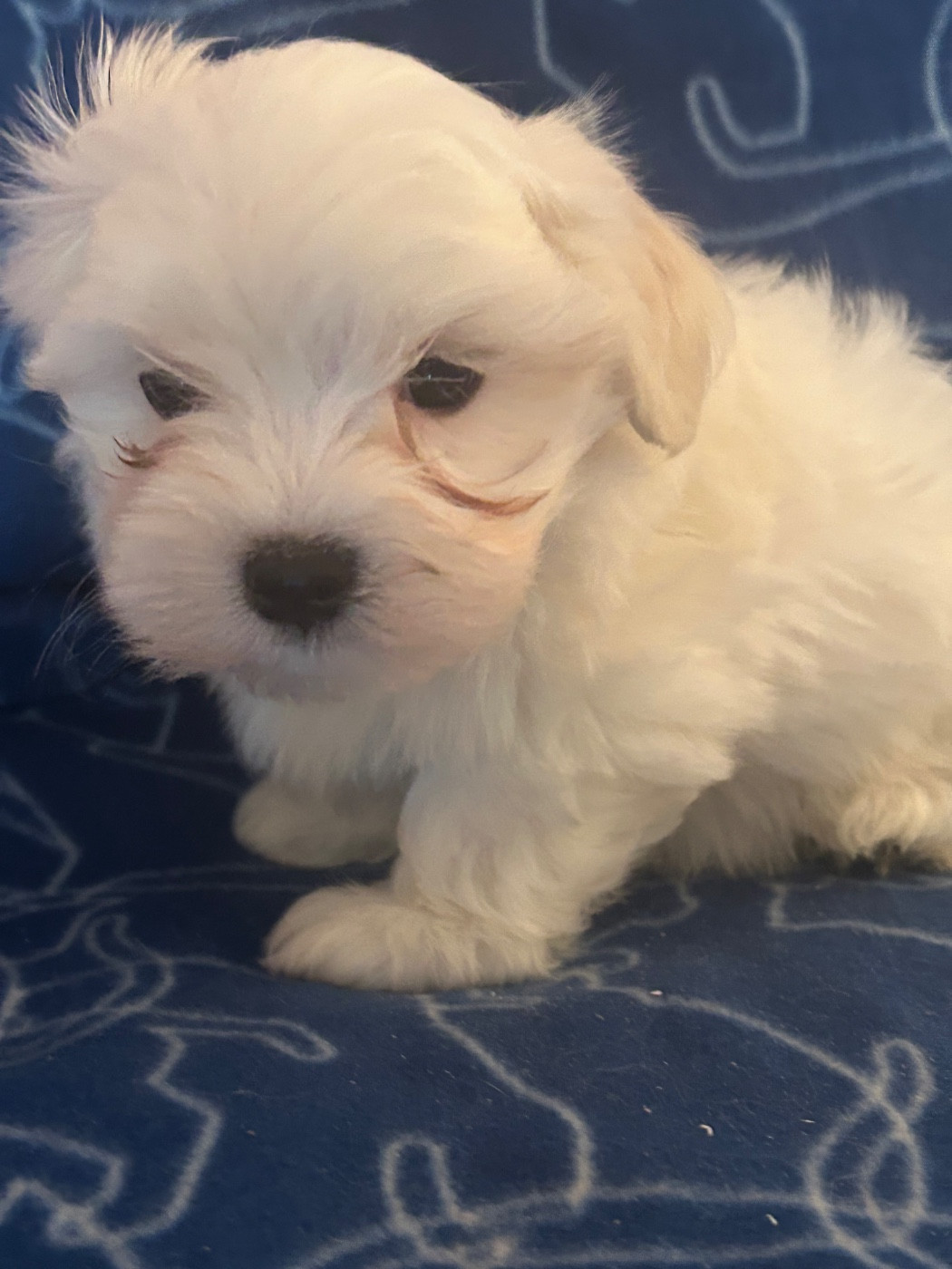 du hameau de roxane - Chiots disponibles - Bichon maltais