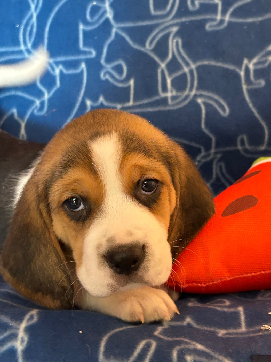 du hameau de roxane - Chiots disponibles - Beagle