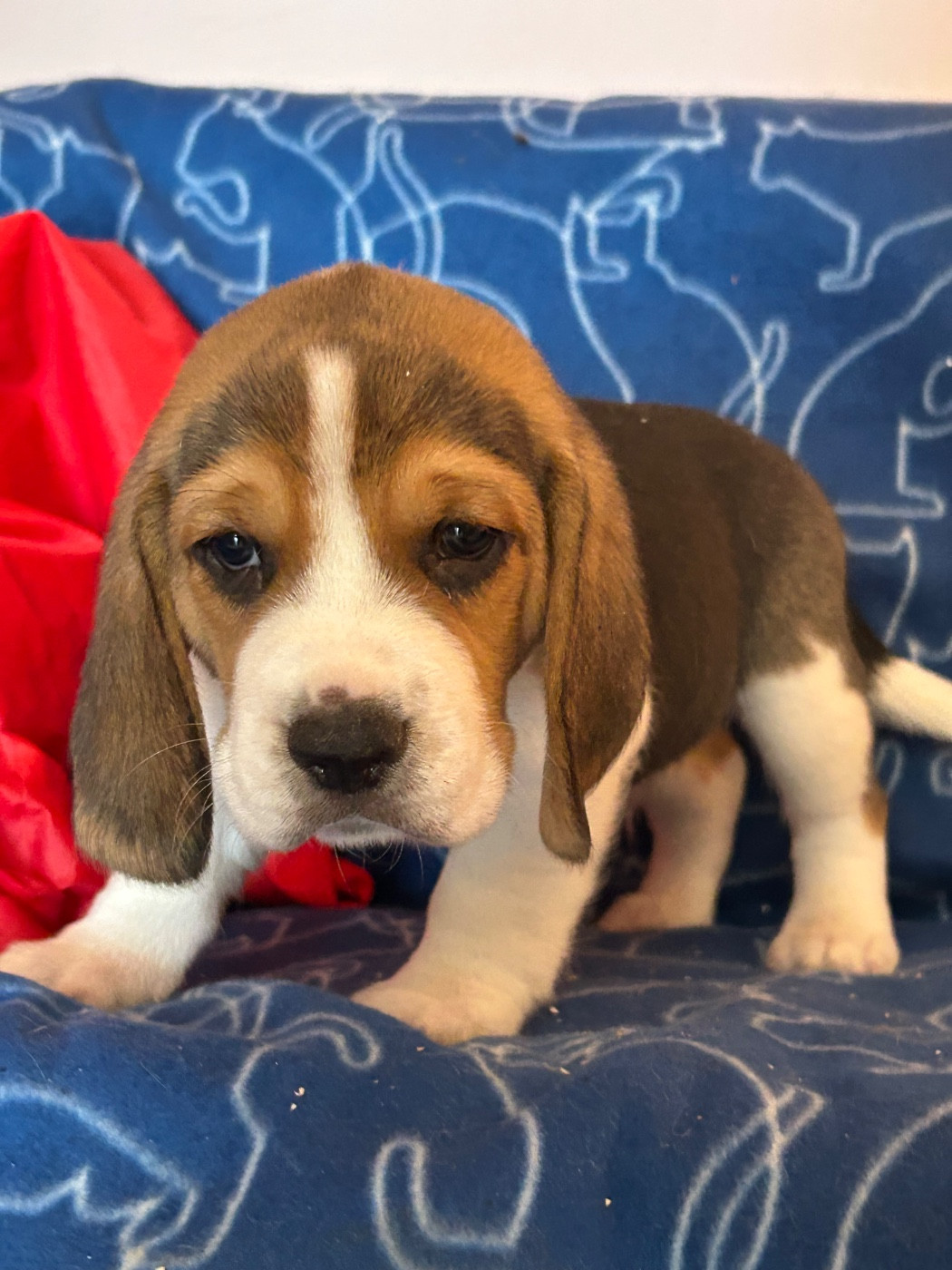 du hameau de roxane - Chiots disponibles - Beagle