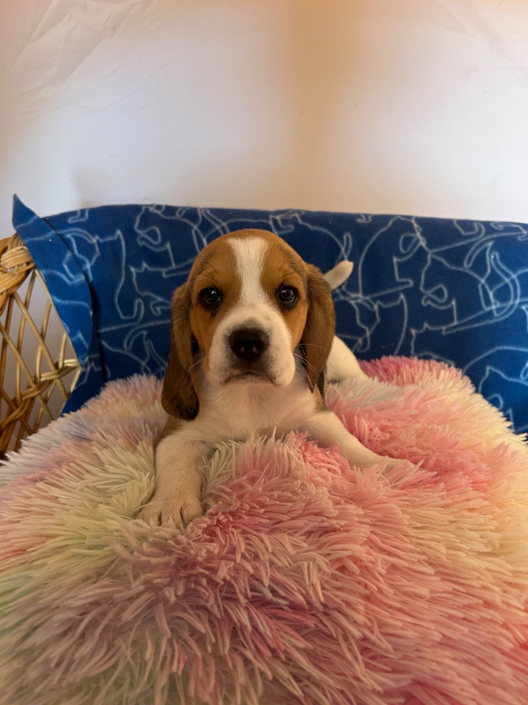 du hameau de roxane - Chiots disponibles - Beagle