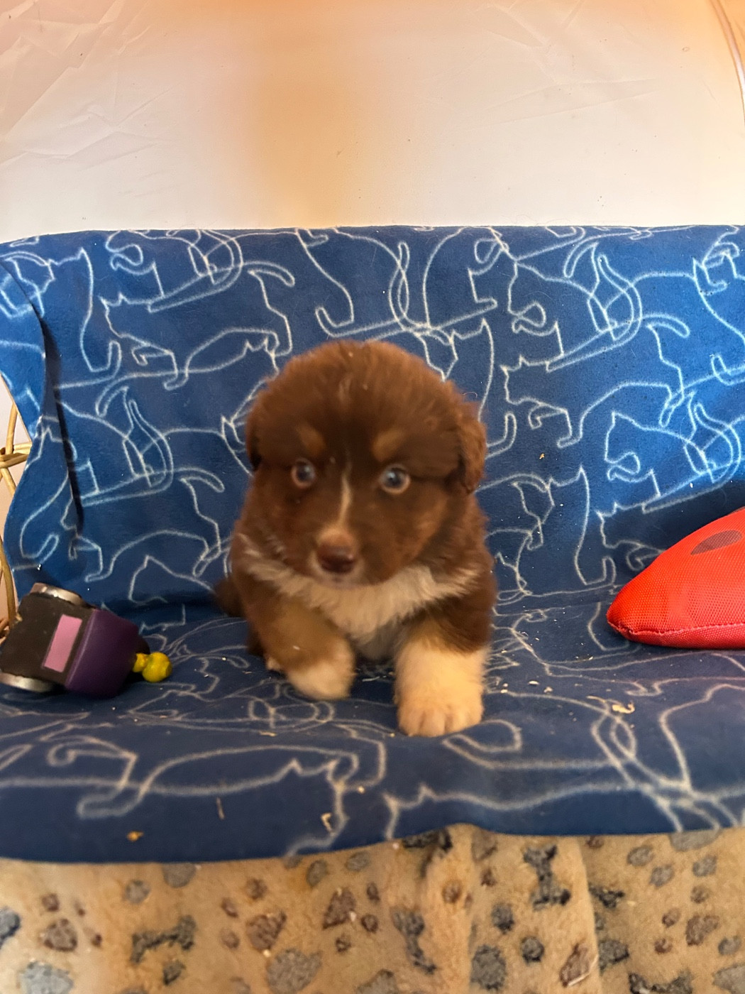 du hameau de roxane - Chiots disponibles - Berger Australien