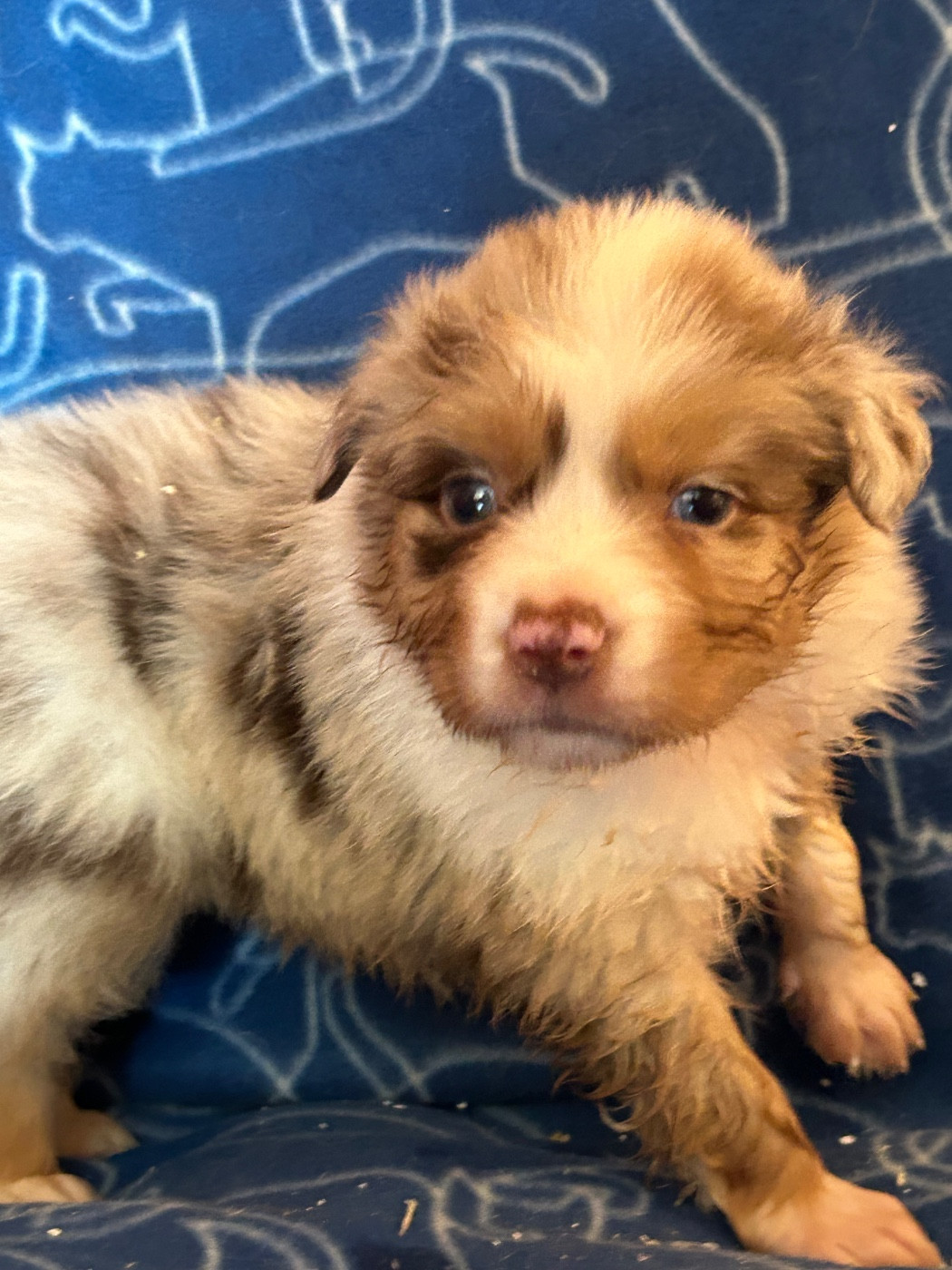 du hameau de roxane - Chiots disponibles - Berger Australien