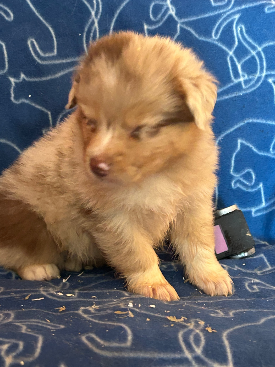 du hameau de roxane - Chiots disponibles - Berger Australien
