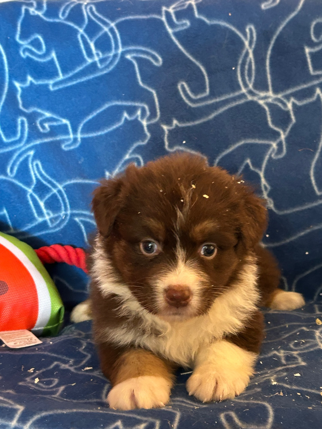 du hameau de roxane - Chiots disponibles - Berger Australien
