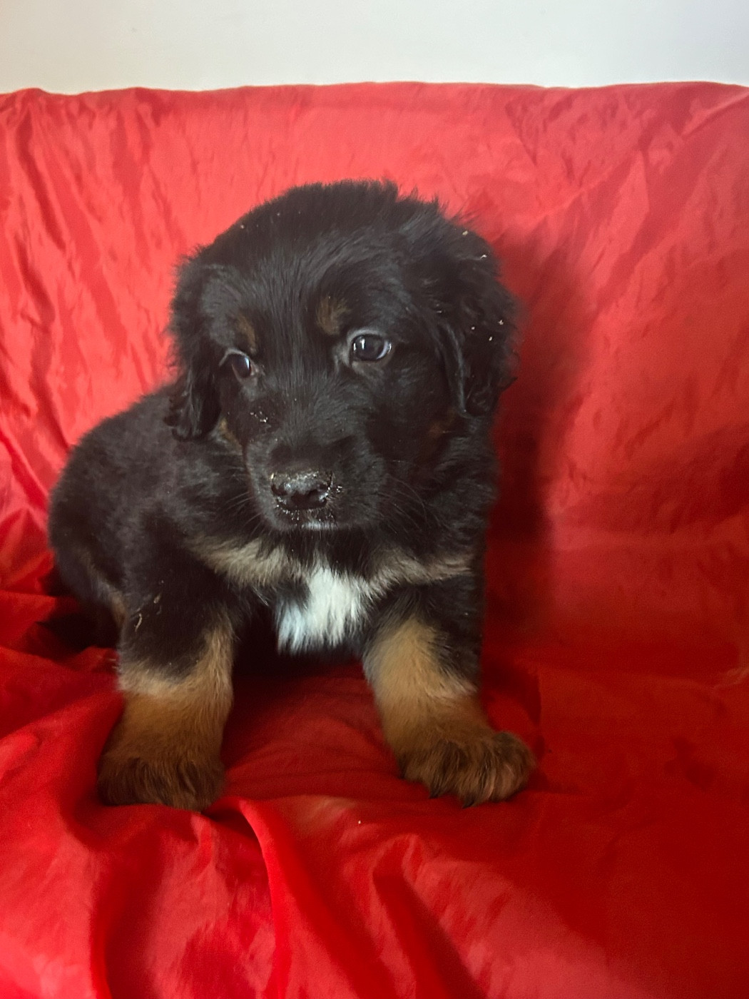 du hameau de roxane - Chiots disponibles - Hovawart
