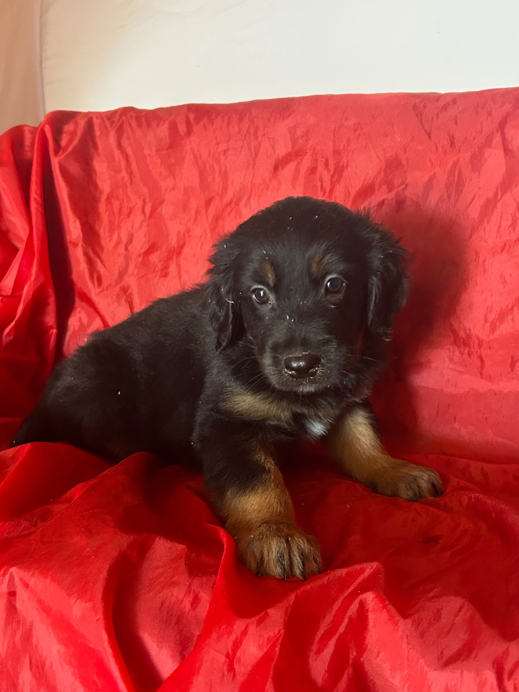du hameau de roxane - Chiots disponibles - Hovawart