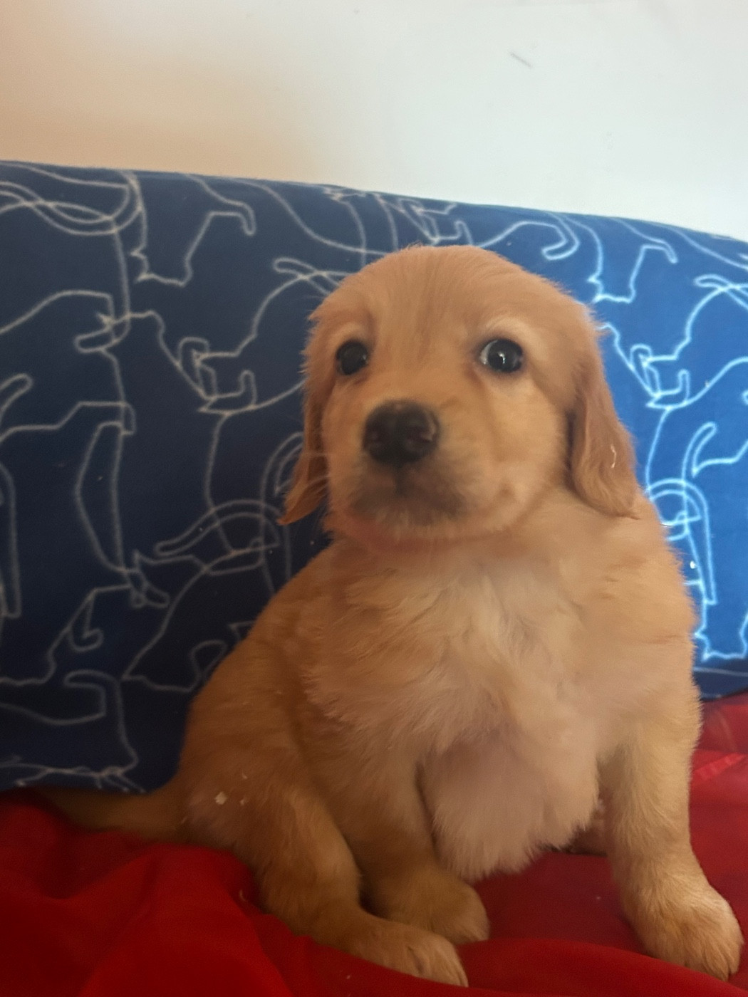 du hameau de roxane - Chiots disponibles - Hovawart